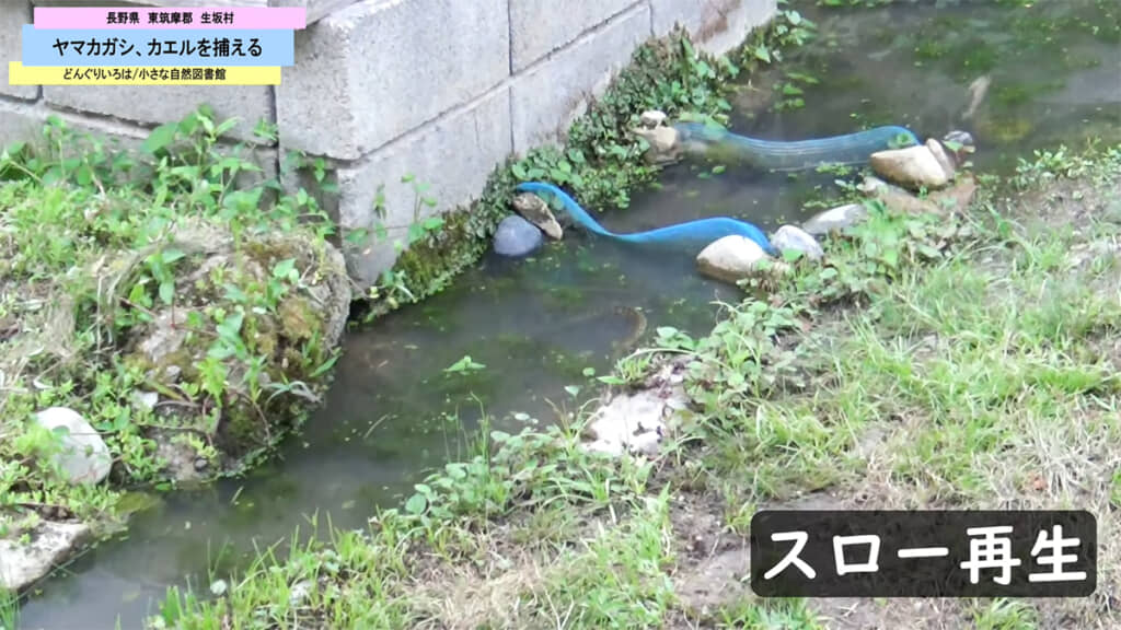 この日の狩りは失敗に終わりました