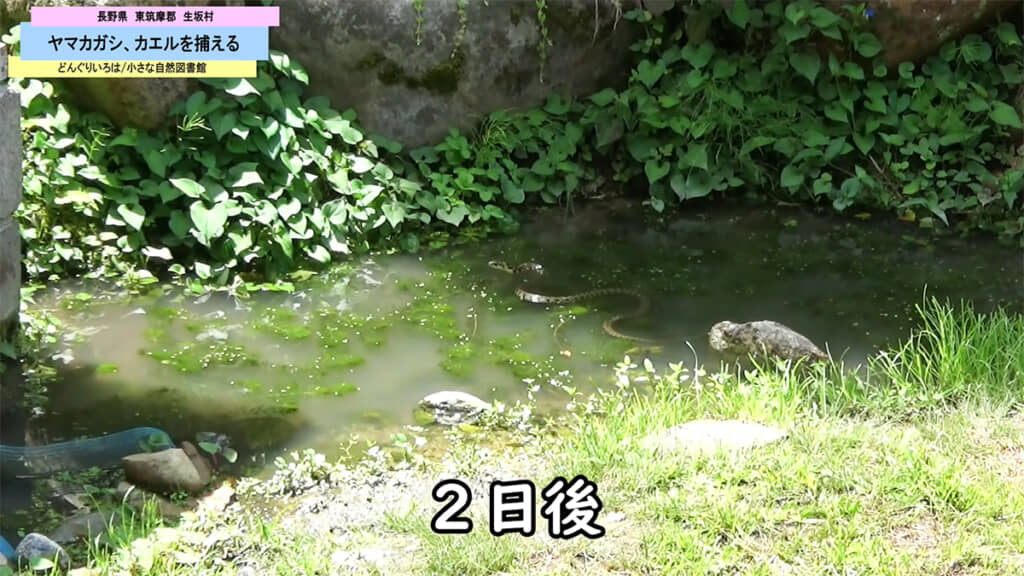 2日後、この日もヤマカガシはカエルを狙いますが……