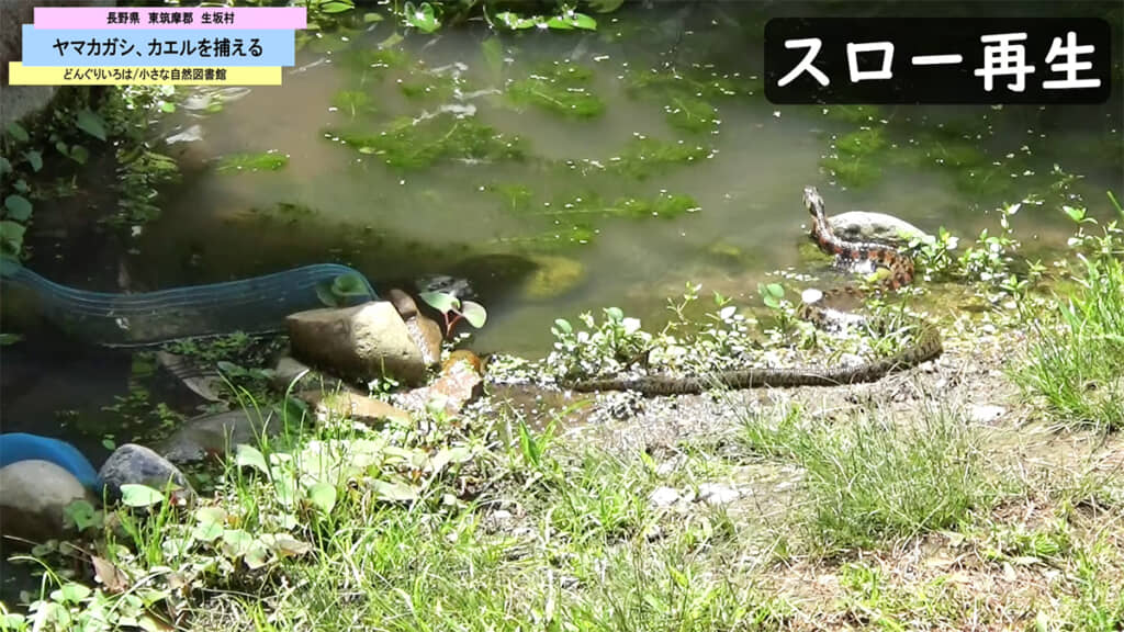 やはり逃げられてしまいました、両者とも必死です