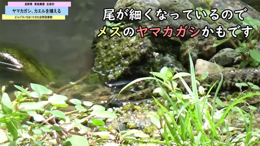 どうやらメスのヤマカガシのようです