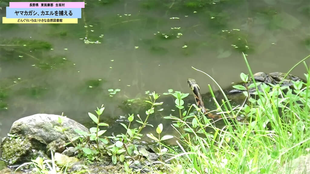 水辺を見つめるヤマカガシ