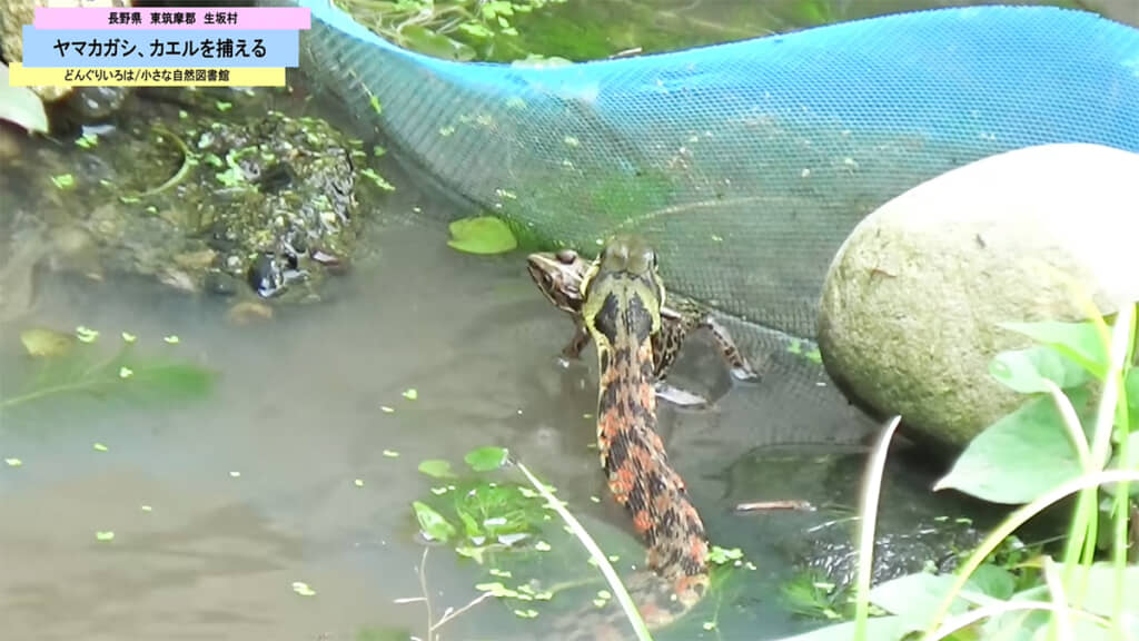 ついにヤマカガシがカエルを捕らえました