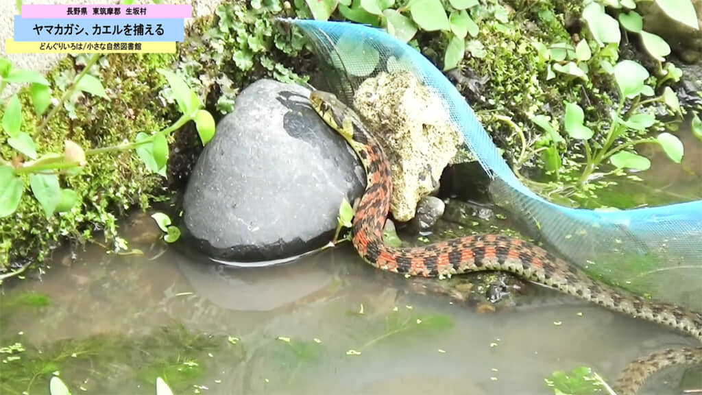 自然の中で生きる大変さ、過酷さが伝わってくる映像でした