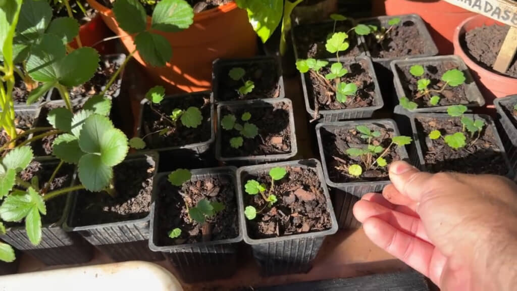 植え替え後は直射日光を避けて新しい環境に慣らす