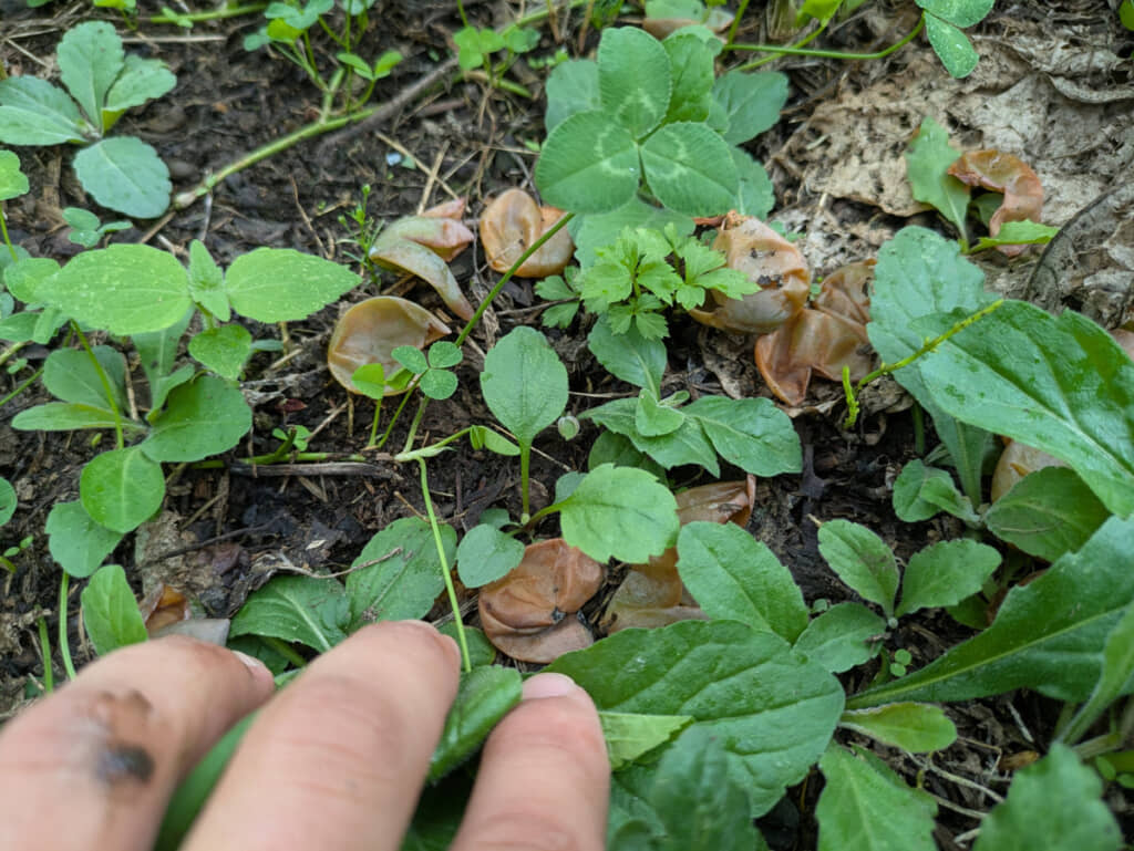地面に吐き出されたブドウの皮