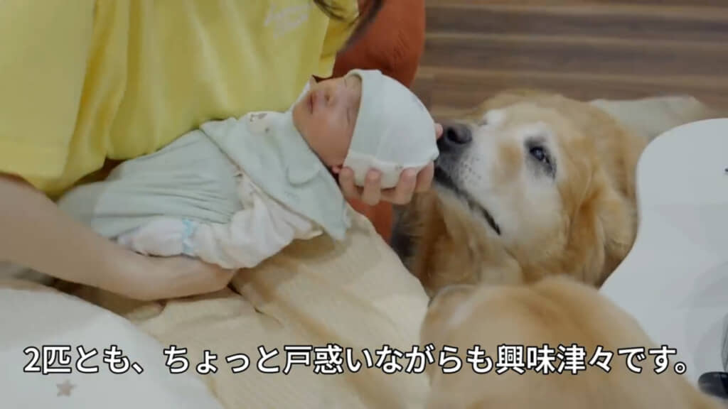 飼い主さんの赤ちゃんと初対面した愛犬2匹の反応は……？