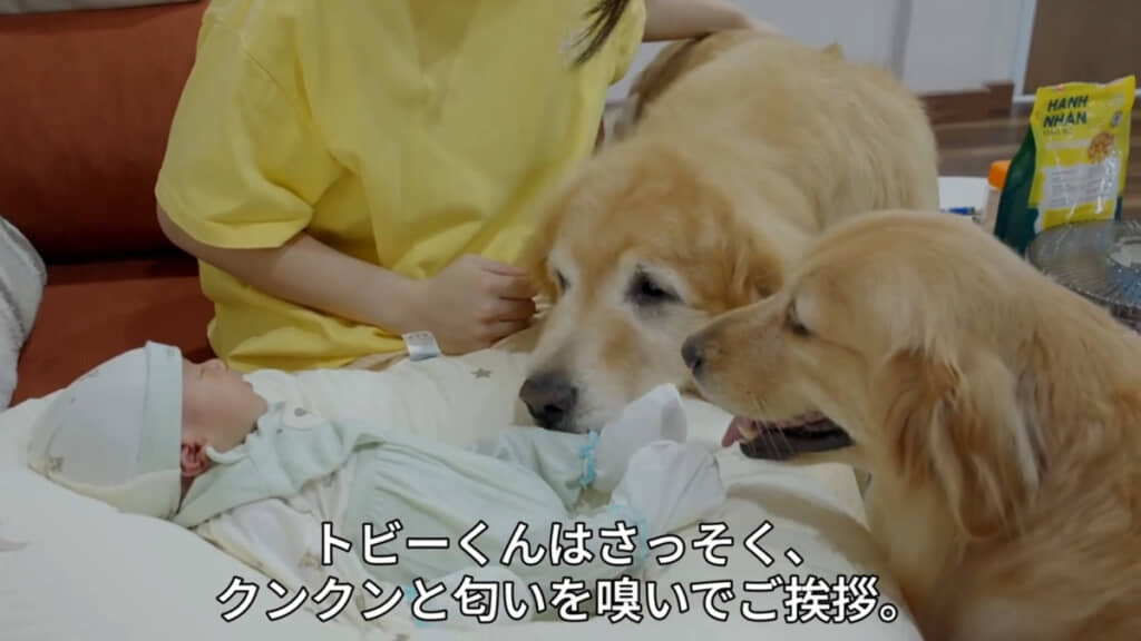 さっそく顔を近づけて匂いを嗅ごうとするトビーくんでしたが……