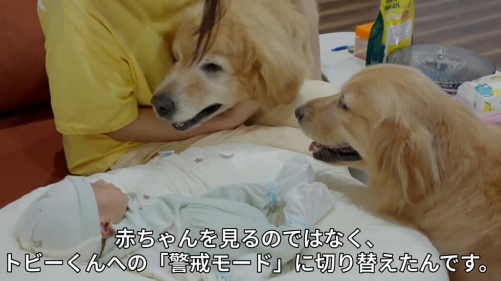 赤ちゃんを守ろうとするキャンディちゃんの母性に驚きと感動を覚えます