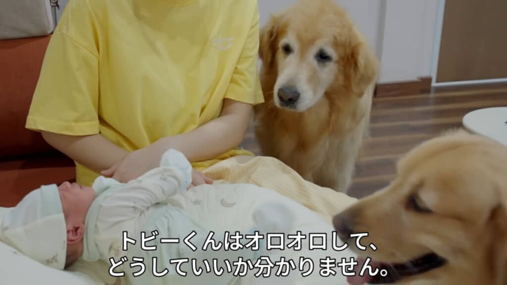 人間の赤ちゃんが泣く様子にオロオロと戸惑うトビーくん