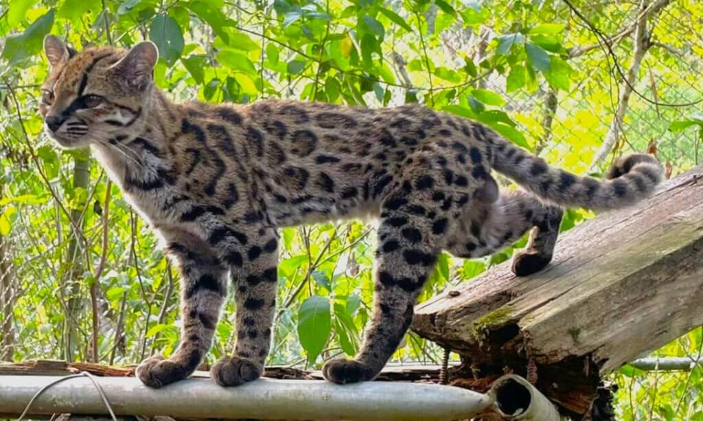 研究者ノガレス=アスカランスさんによるティルカヨの写真