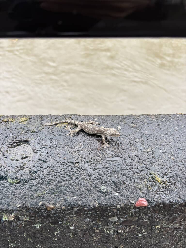 台風の日に拾ったヤモリ