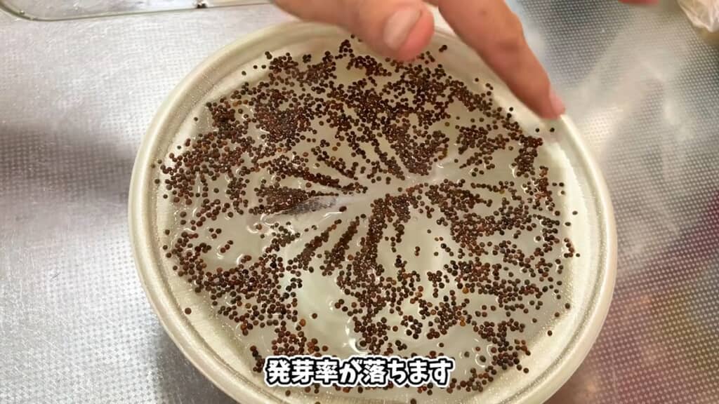 種が重なっていると発芽率は落ちる