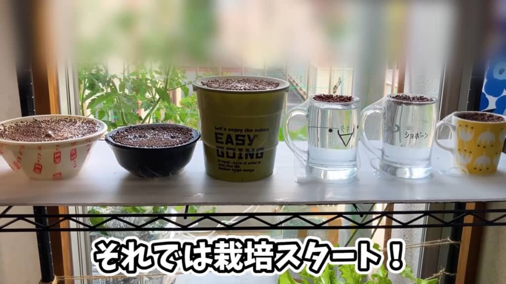6つの容器を使って水耕栽培