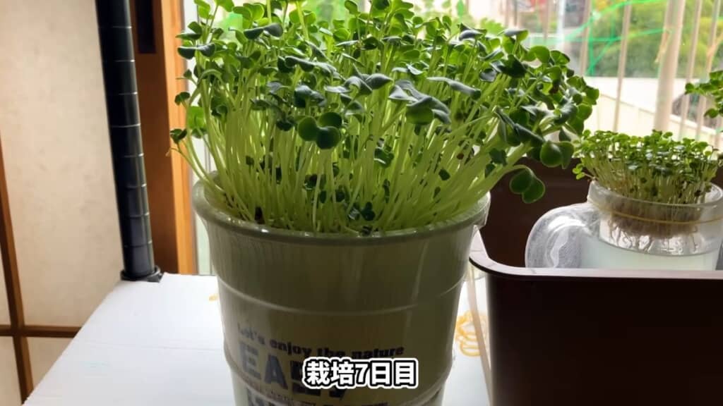 栽培7日目のセリアのバケツとかいわれ大根