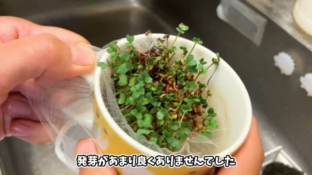 栽培7日目のマグカップとブロッコリースプラウト