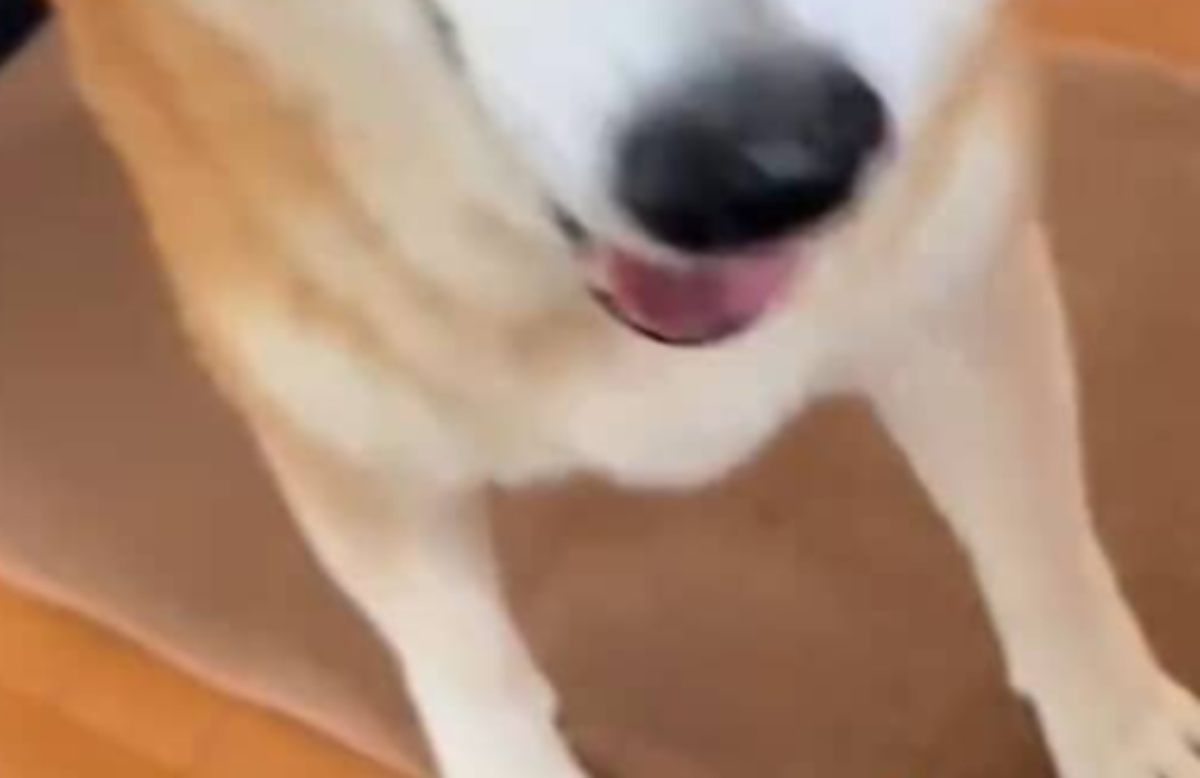 母の帰宅に大喜びの柴犬→兄が帰ると…… 521万再生のリアクションに「分かりやすいなw」「しっかりオチついて天才」(1/3) | 犬 ねとらぼ