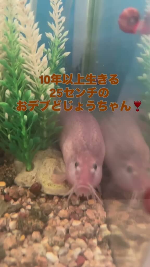 10年以上飼育しているドジョウ