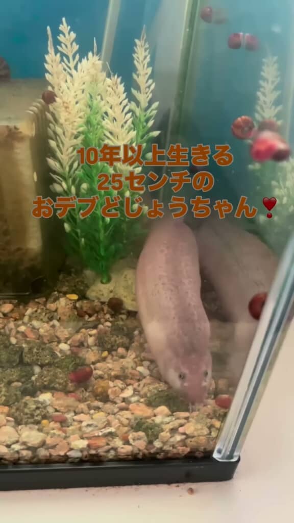 水槽の手前側まで移動したことで体の太さがよく分かるドジョウ
