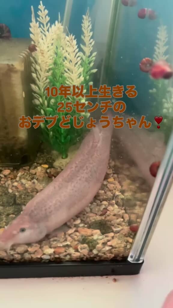 水槽の手前側を移動するドジョウ