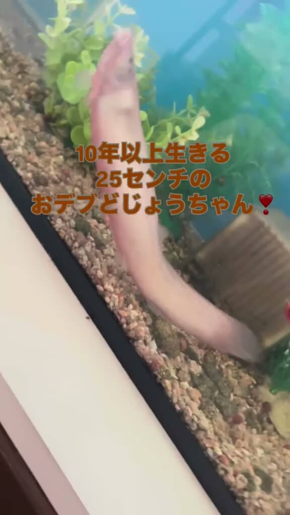 太い体をくねらせて泳ぐドジョウ