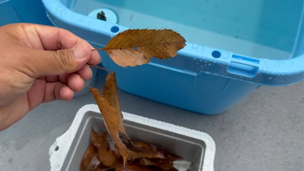 メダカの水槽に入れるアク抜きしたクヌギの葉