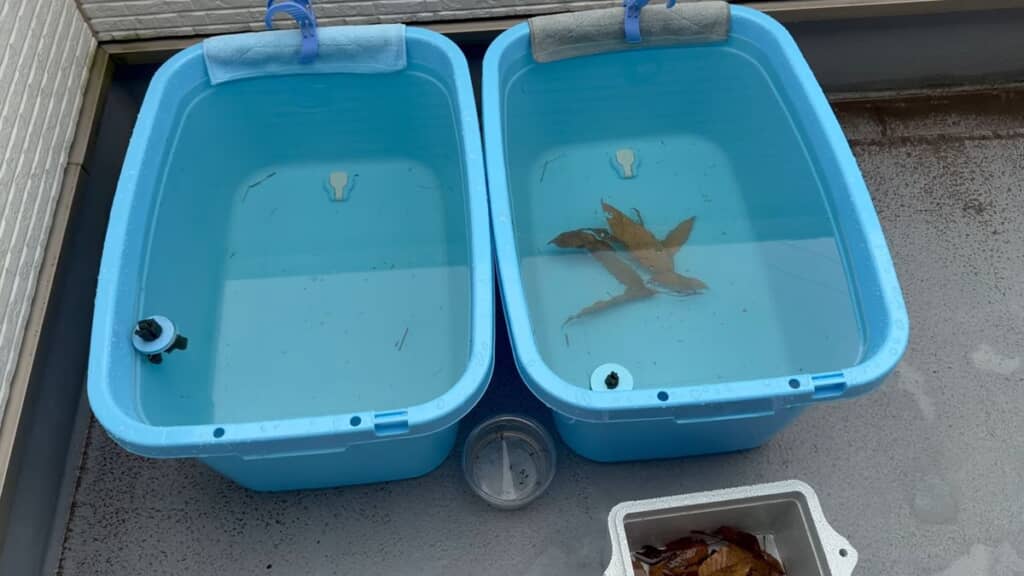 クヌギの葉が入っている水槽と何も入っていない水槽