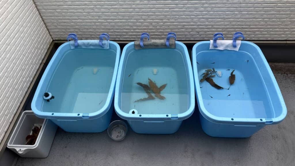 右端に成魚用の水槽を設置