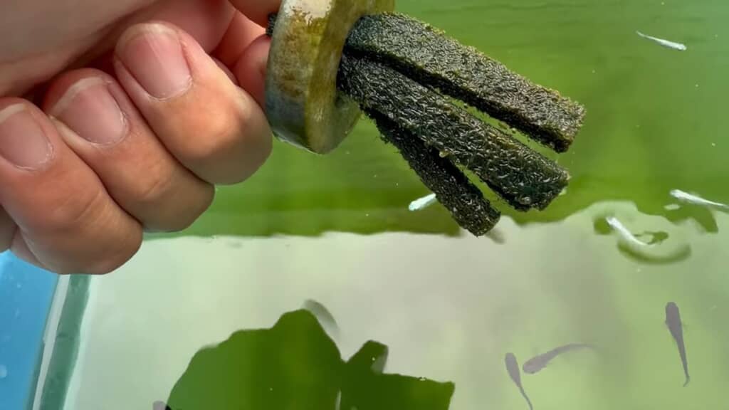 メダカの成魚が新たに生んだ卵
