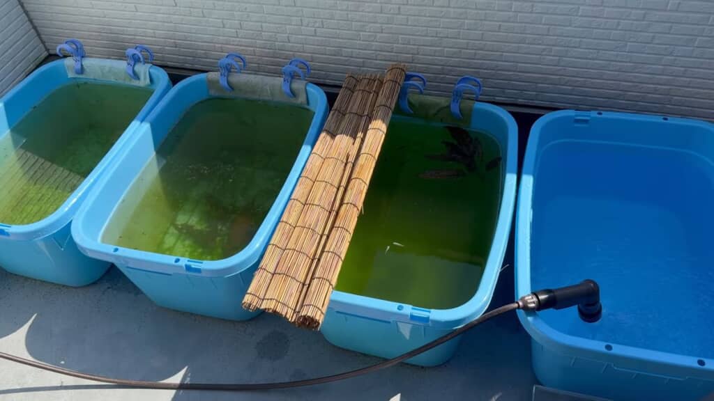 赤ちゃんメダカ用に4つ目の水槽を設ける