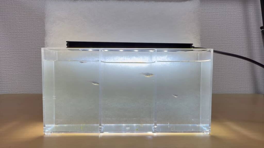 何も入れずに育てたメダカとクヌギの葉を入れて育てたメダカ、1カ月遅れで生まれたメダカ