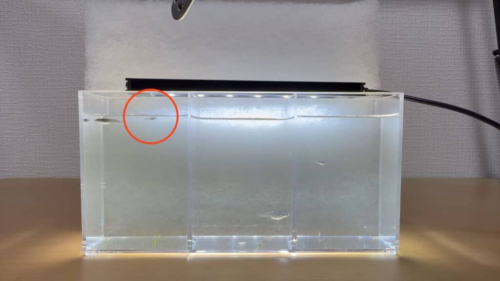 1カ月先に生まれたけれど体が小さいメダカ