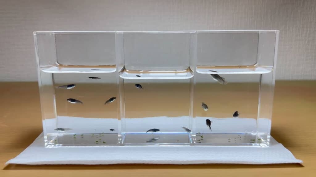 何も入れずに育てたメダカと1カ月遅れで生まれたメダカ、クヌギの葉を入れて育てたメダカ