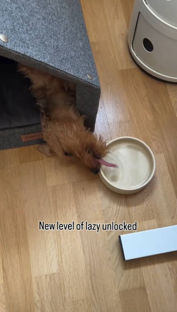 犬小屋から頭だけを出して水を飲むトースティー