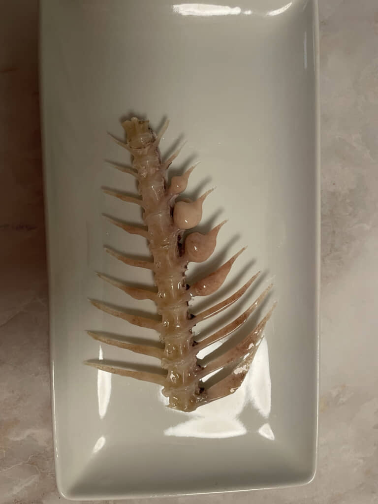 豆のように膨らんだ骨は一体……？