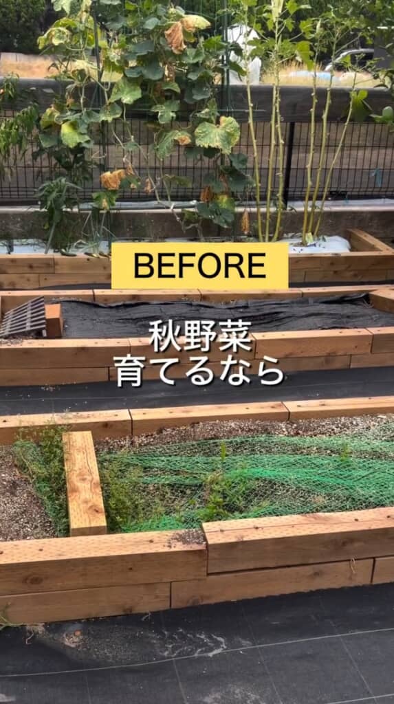 秋冬野菜を育てるポイントとは？