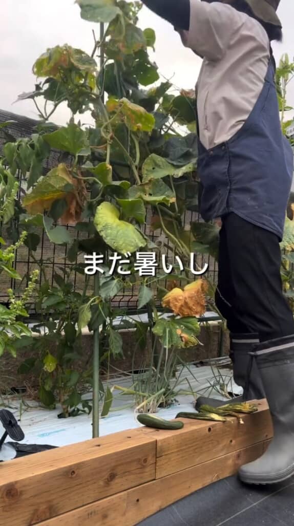 まだ暑いし夏野菜もいけそうだけど……
