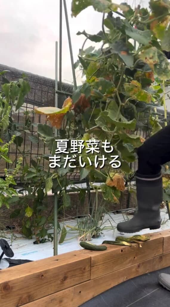 畑を片付けていきましょう！