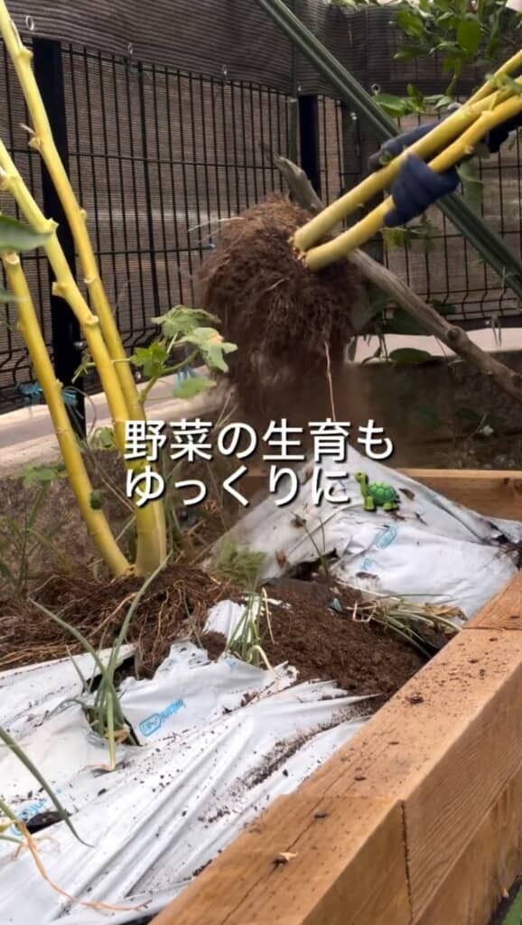 畑を片付ける様子