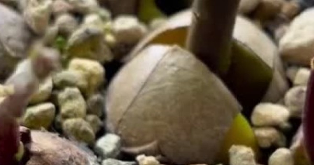 食べ終わったアボカドの種→1つの鉢にたくさん植えて3カ月後……　目を疑う光景に「大変！」「なんかオシャレ」（1/2） | ライフスタイル ねとらぼ