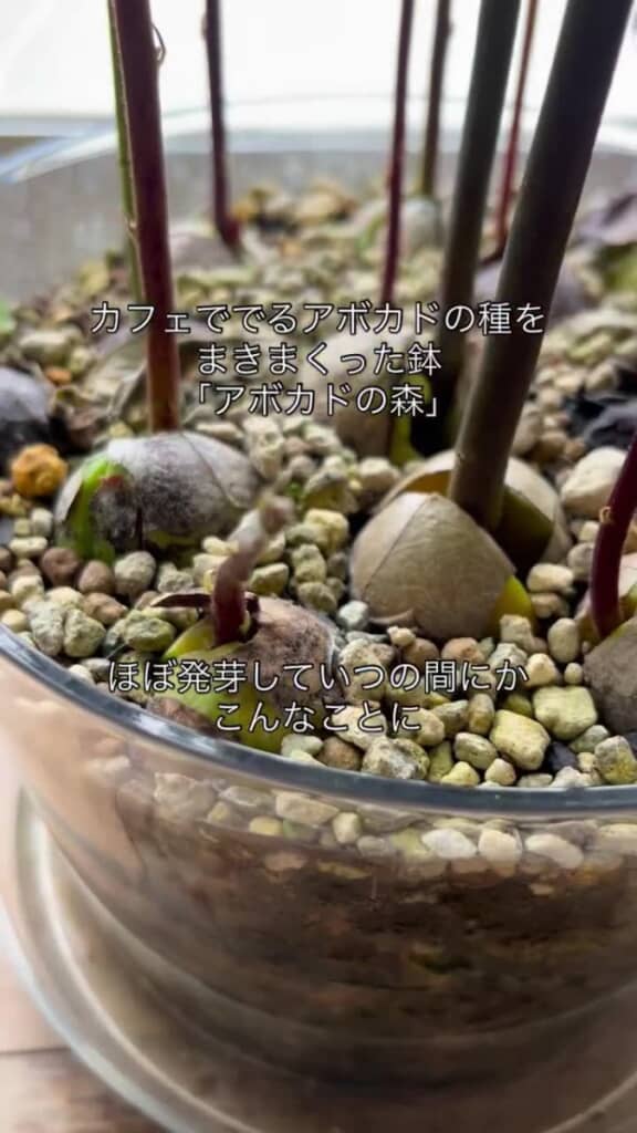 アボガドの種を植えまくってみた