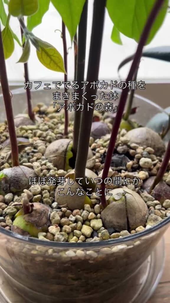 植えた種がほぼ発芽