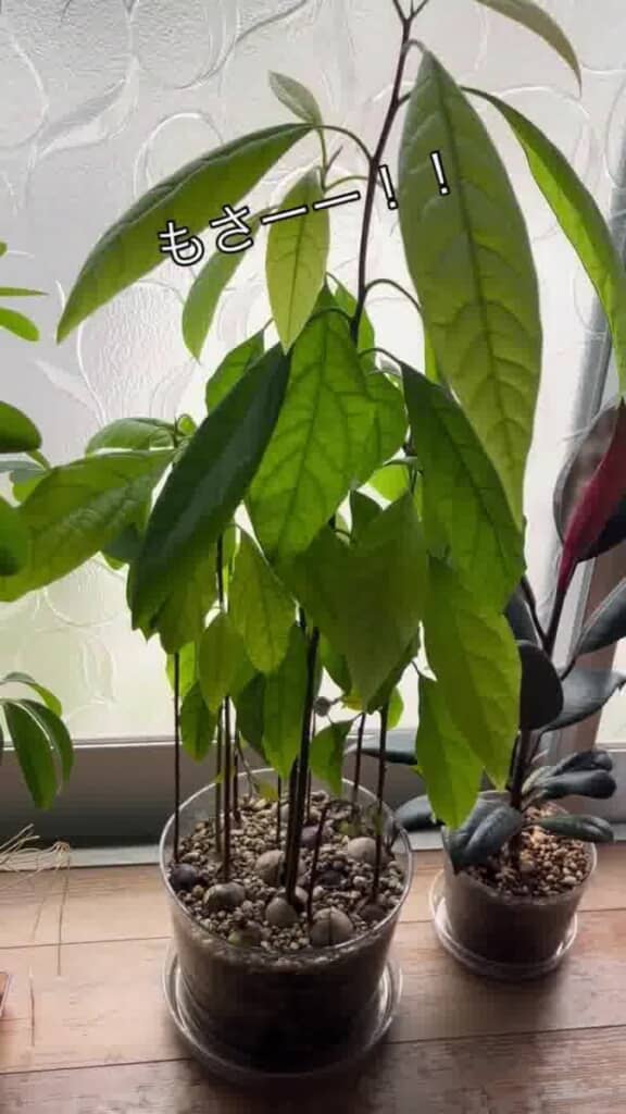 大きな緑の葉が広がっています