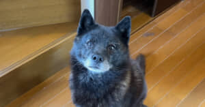甲斐犬