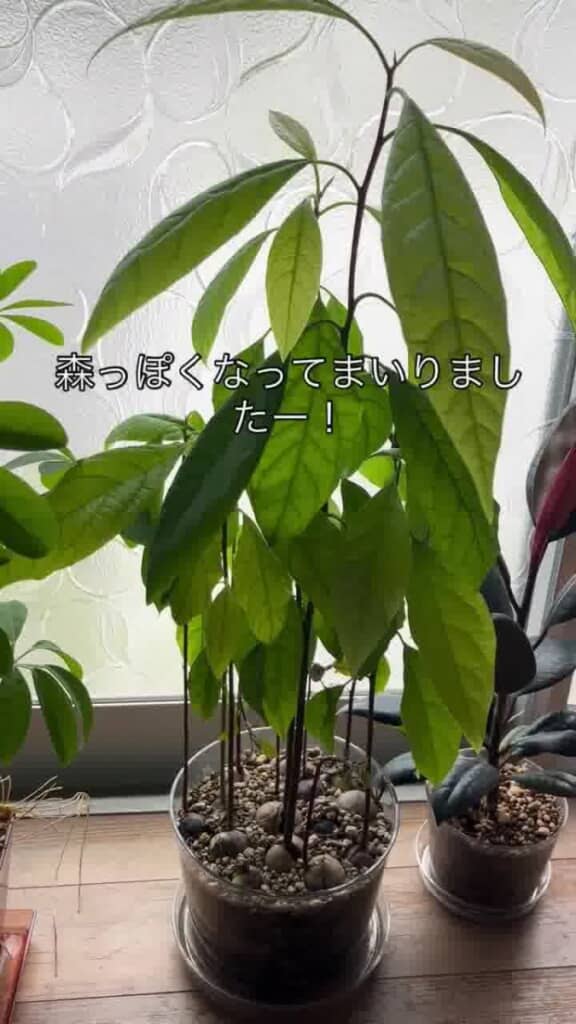 アボカドの森っぽい!