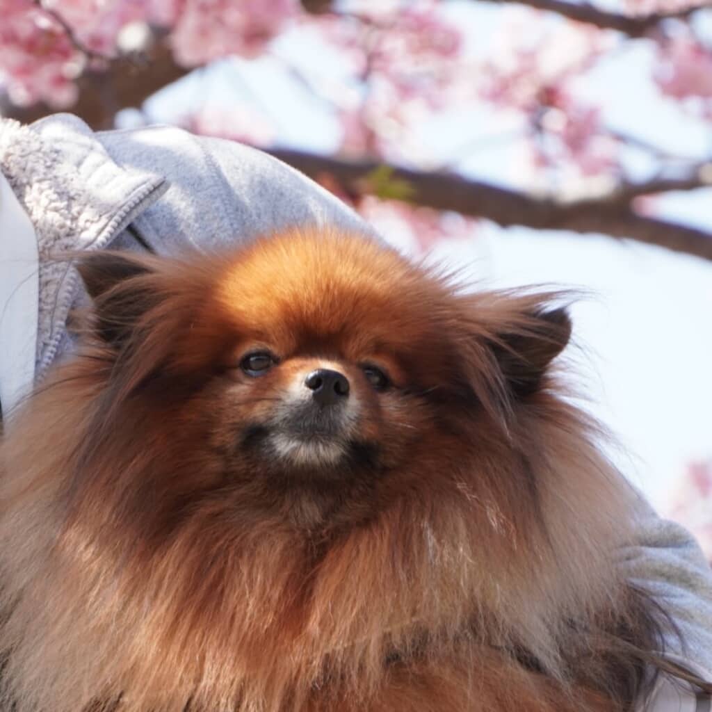 桜と一緒にりりしい表情で