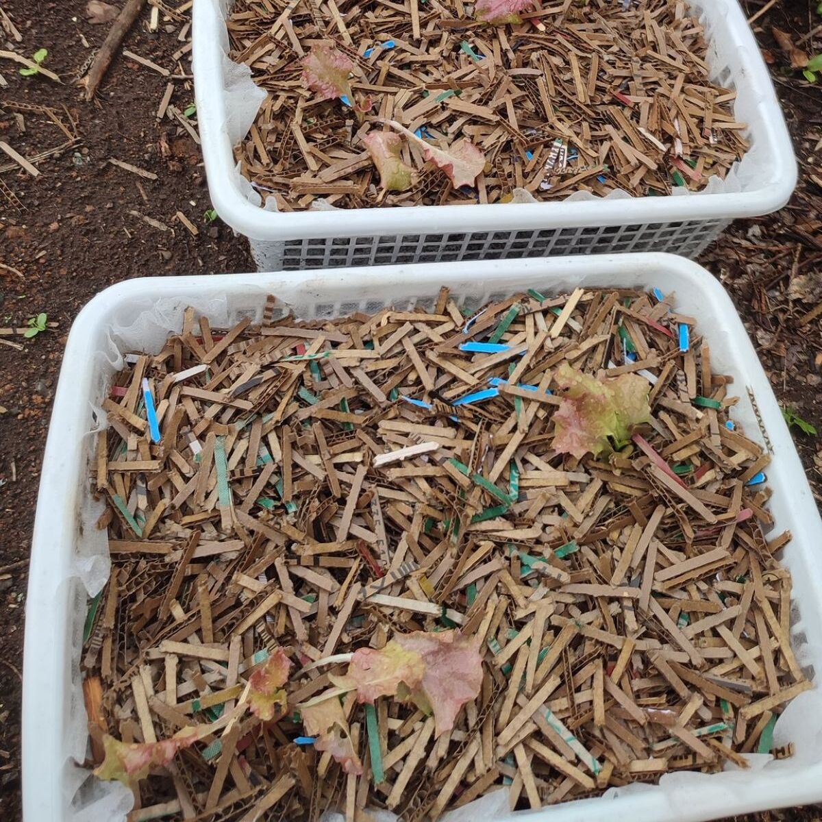 雑草とダンボールの塊→ミミズを入れたら3カ月後…… 目を疑う光景に「まじで奇跡の生物」「うちも飼いたい」と136万表示 | その他生き物 ねとらぼ