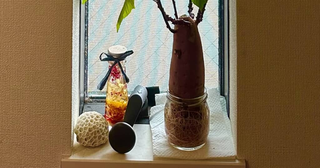サツマイモを水耕栽培してみたら?