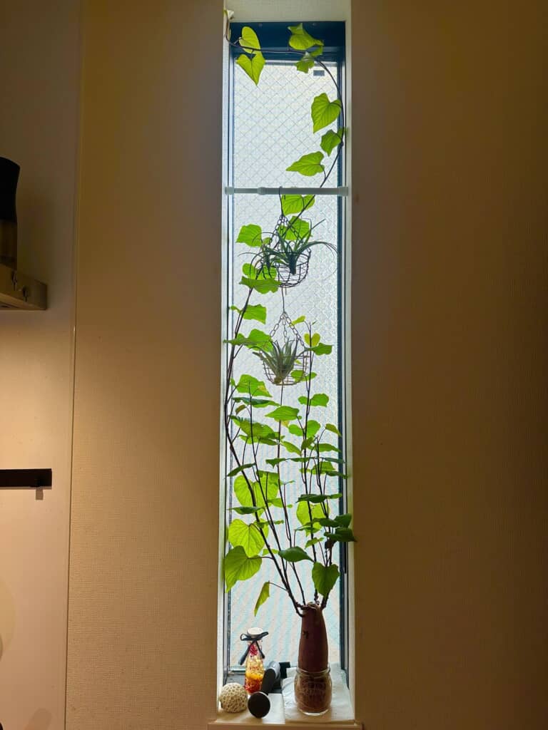 芸術的な成長を遂げたサツマイモ