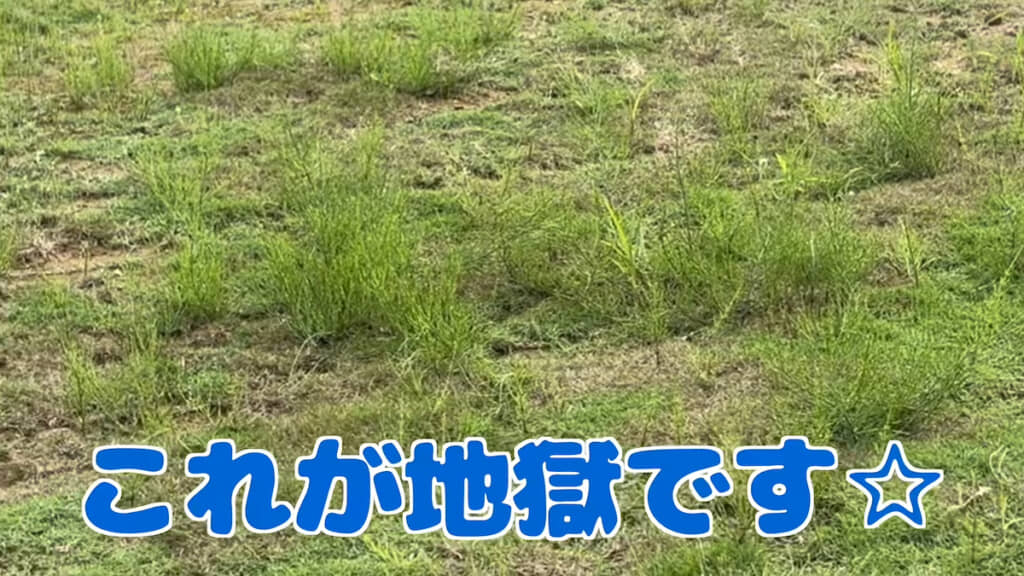 庭の芝生がこの有様