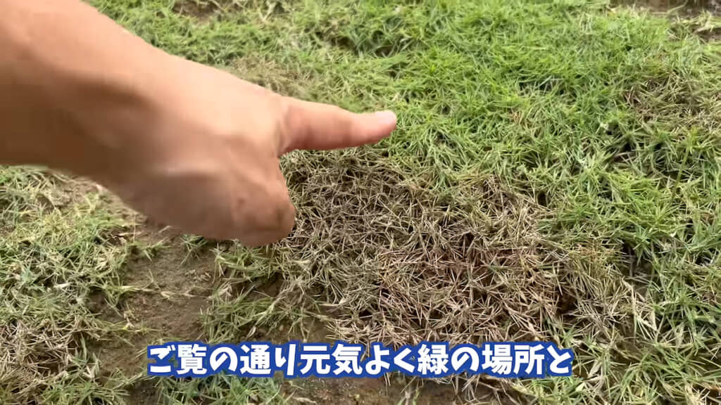 病気で変色した芝生が……